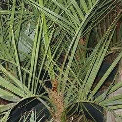 Palms Plant.