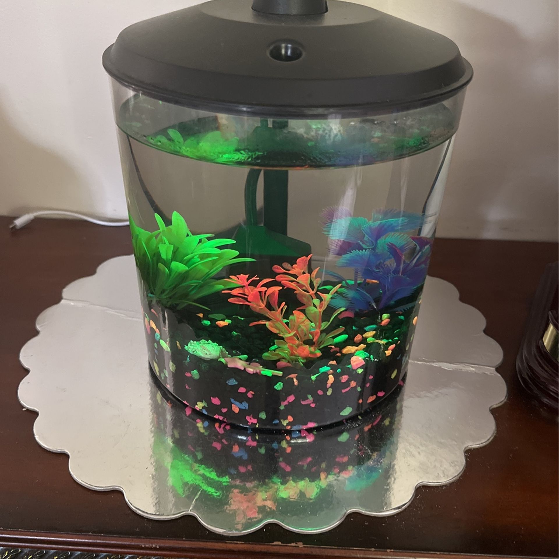 Small Aquarium