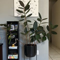 Large & Tall Rubber Fig Tree with Stand