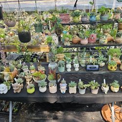 Nice Pots With Succulents!