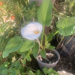 Two Different Plants In One Pot White Lily And Succulent 