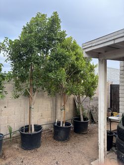 Ficus Nítida Trees