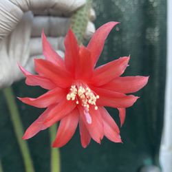 Rat Tail Cactus Blooming Red Flower Plant, In 10 Inch Hanging Pot Pick Up Only