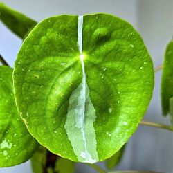 RARE! Potted Pilea Peperomiodes Variegata's Aka Variegated Chinese Money Plant Starters