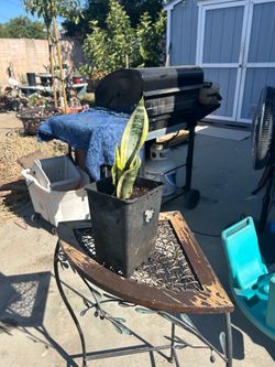 Snake plant