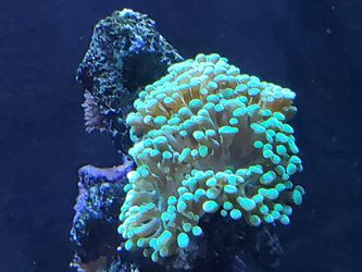 Life coral