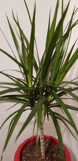 Delray Plants Dracaena Marginata Bush Madagascar Dragon Tree Easy to Grow Live House Plant,