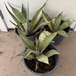 Agave / Century Plant