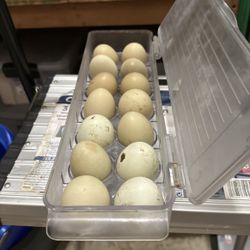 Dozen Of Organic Backyard Chicken Eggs