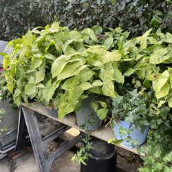 Assorted plants in pots