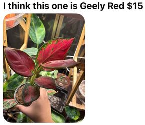 Aglaonema Geely Red Live Plant