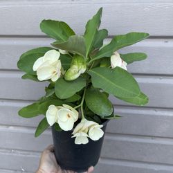6” crown of thorns rare big flower