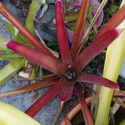 Red Bromeliad 3 Gallon Pot Landscape Plant 