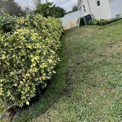 Mulch, Grass,