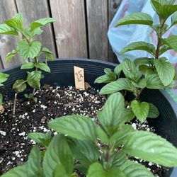 Lime mint plant - Menta Lima - Yerba buena sabor lima planta