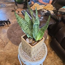Lovely 1ft4in Tall Sansevieria Snake Plant In Ceramic Pot With Shells And Polished Stones 