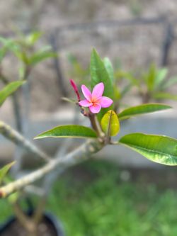 PINK PLUMERIA - SMALL