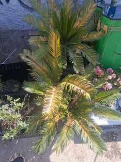 4 sago palms