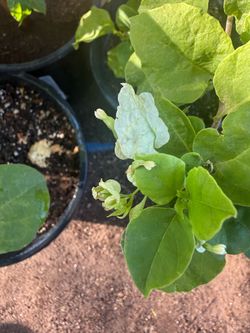 White Buganvilias In 5G 3F The Tall $30 Each Price Firm