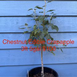dwarf chestnut large edible crabapple tree