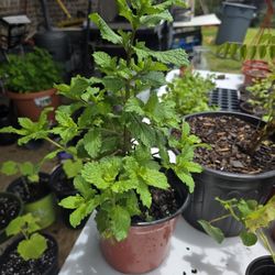 Spearmint Large Bushy Plant 🪴 