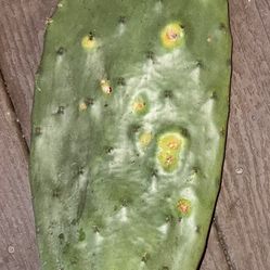 Large Prickly pear (opuntia) Cactus Cutting