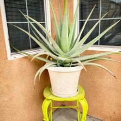 Aloe Vera Plant 25 Gallon Pot