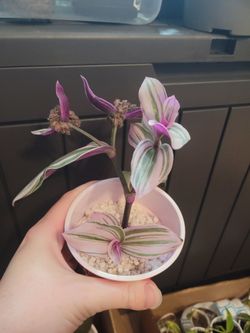 Pink Tradescandia Rooted Cutting