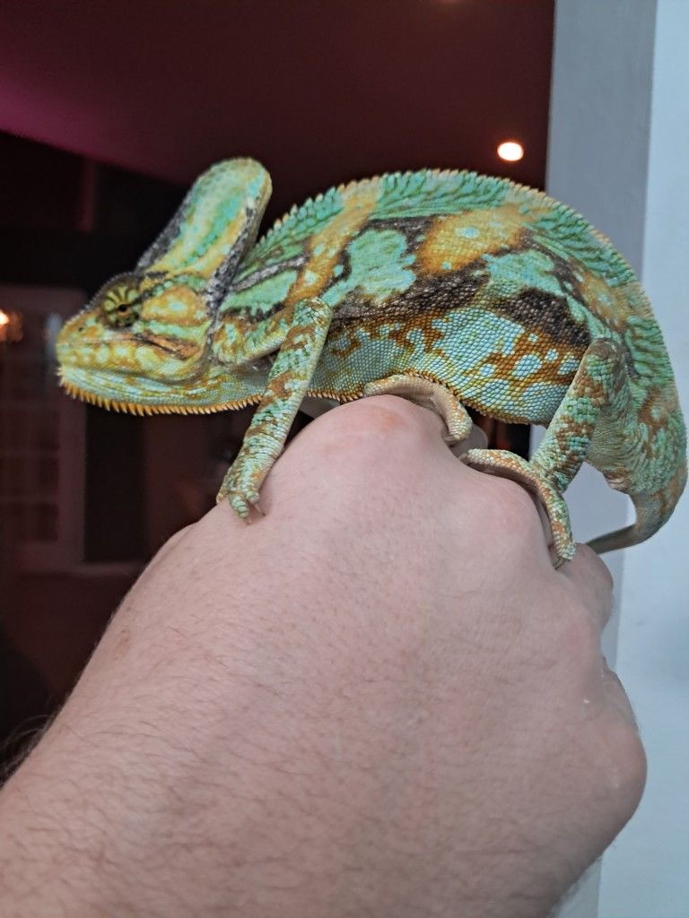 Chameleon