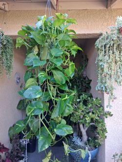 Large Golden Pothos Plant $33