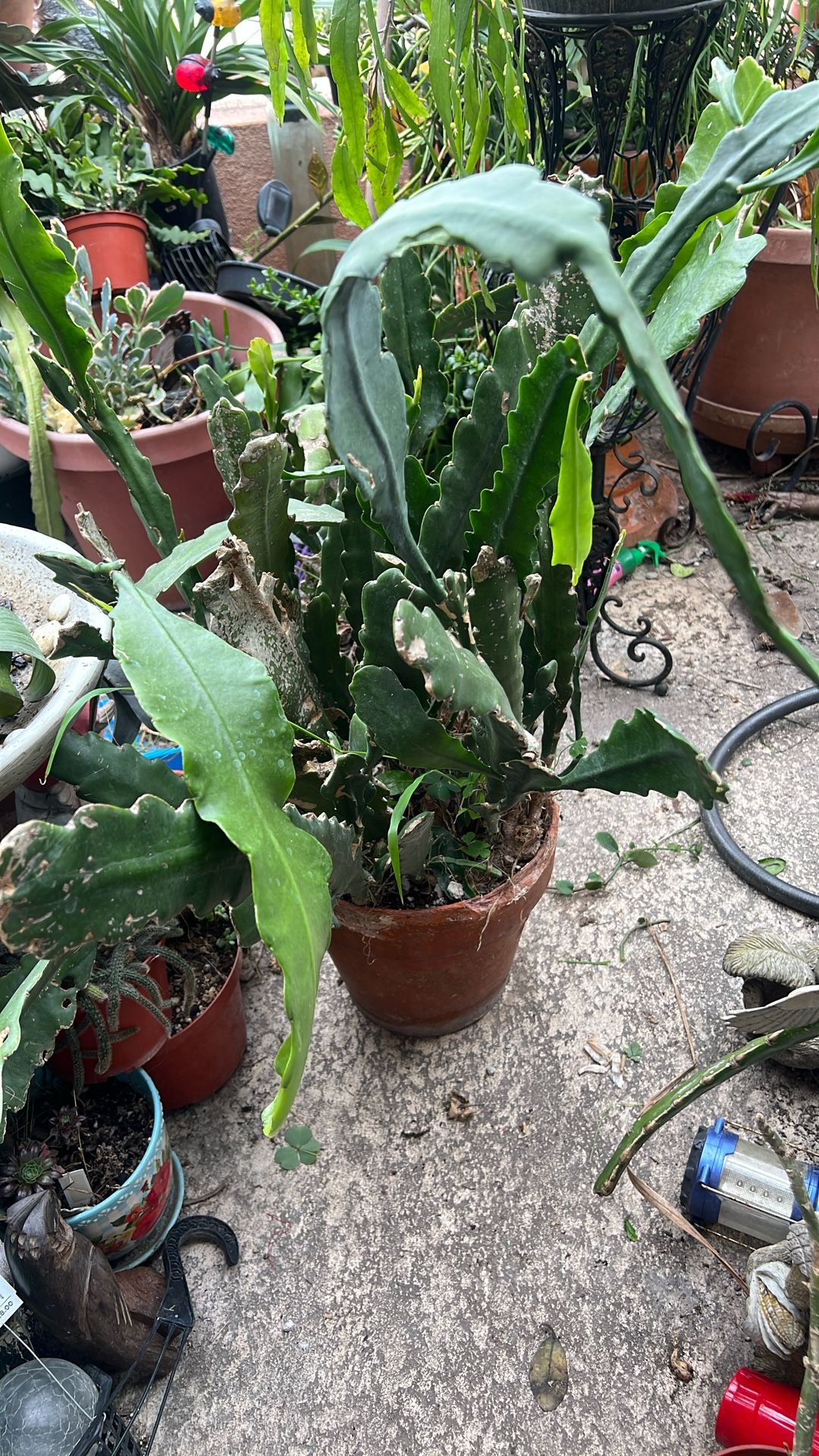 Beautiful Epi Succulent Very Establish