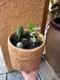 Mixed Succulent and Cactus Arrangement in Woven Pot