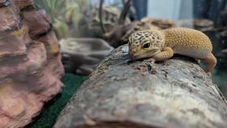 Selling Leopard Gecko
