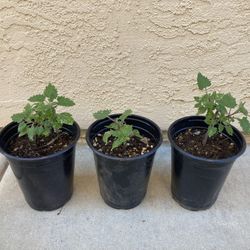 Organic Catnip Cat Nip Nepeta Herb Plants, 1 Qt