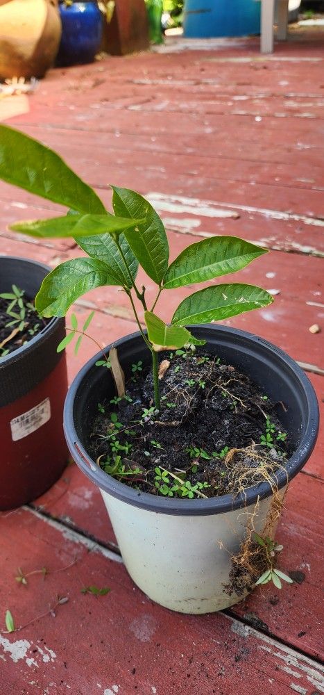 Ackee Tree, Jamaican ACKEE