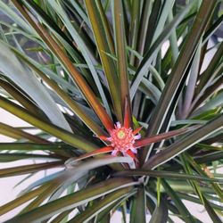 Ornamental Pineapples Plants In Big Pot 