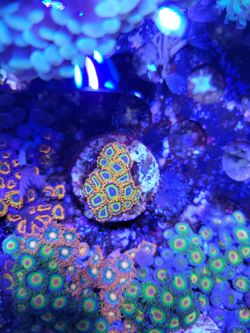 Coral Frag (fake)