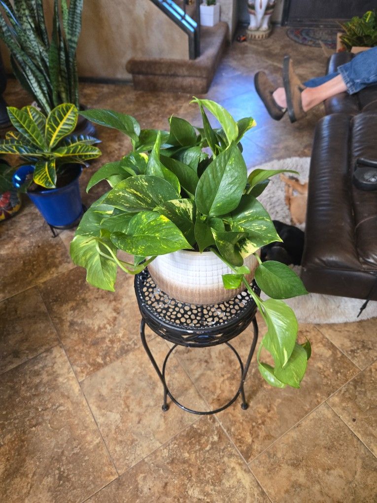 Pothos In Super Nice 9in Ceramic Pot