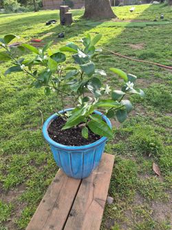 Bearss Persian Lime