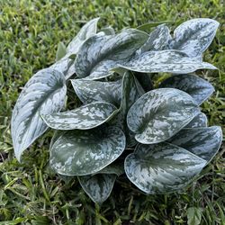 SILVER SATIN POTHOS EXOTICA (6” Pot) Indoor Decor