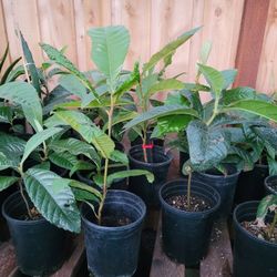 Loquat Tree