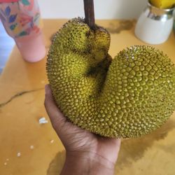 Organic Jackfruit