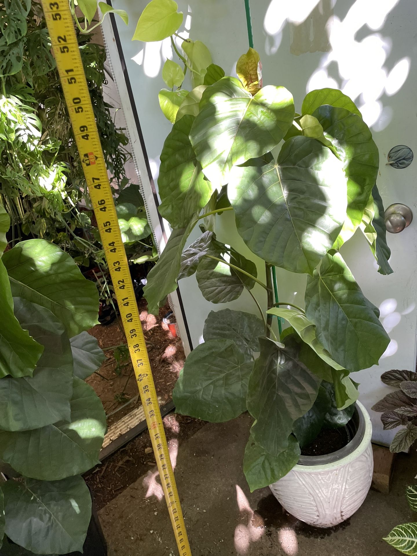 Specialty***Live art plant~4ft huge leaf Ficus Umbellata, white ceramic pot not included; 95820