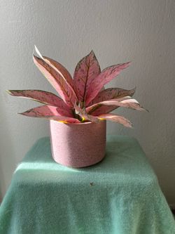 Pink faux plant