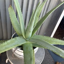 Aloe Vera Plant With Pot