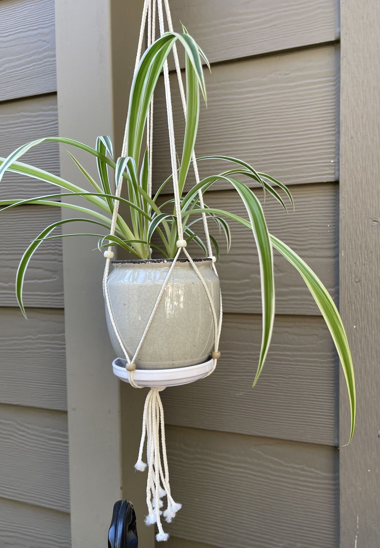Spider House Plant In Cute Ceramic Pot 4.5"H
