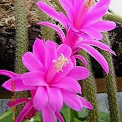 Pink Rat Tail Cactus Succulent