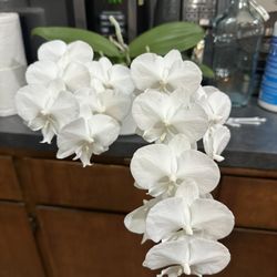 Pure white Orchid In Bloom