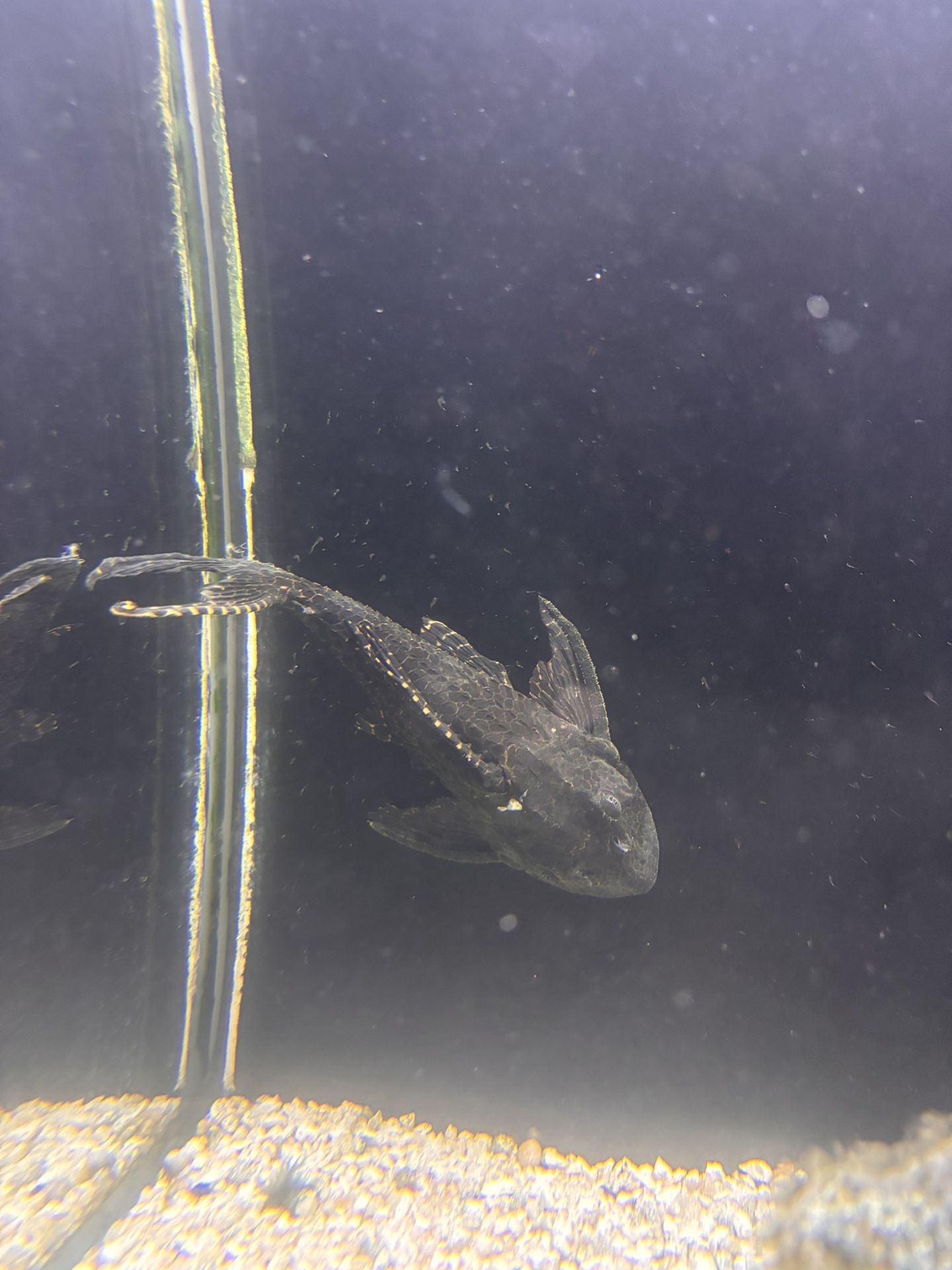 Free Pleco Fish