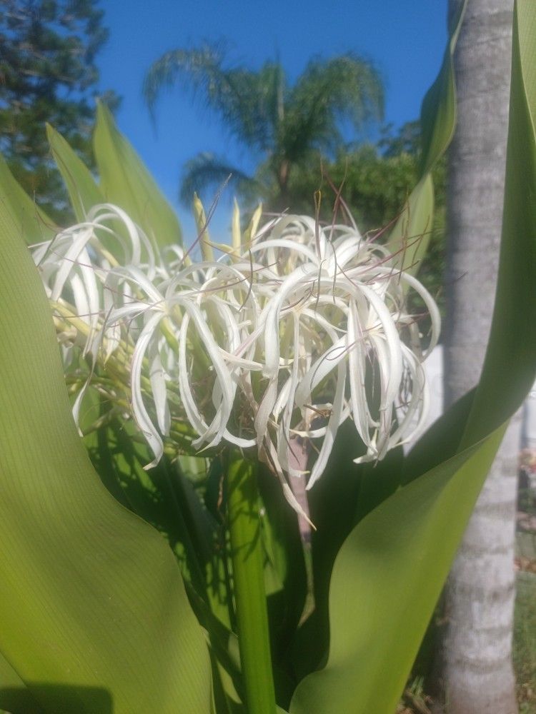White Crimium Lily Plant